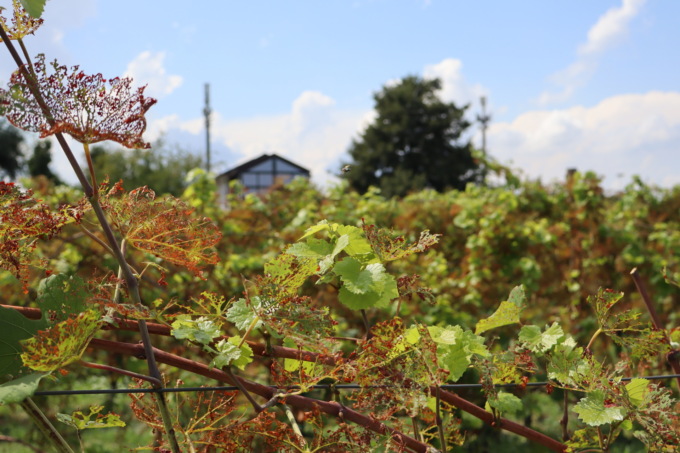 Popillia, si contano i danni: dopo la vite tocca al mais