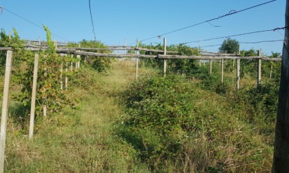 Vigneti abbandonati focolai di malattie e parassiti