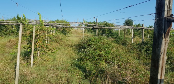 Vigneti abbandonati focolai di malattie e parassiti