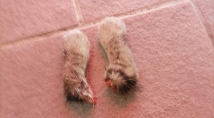 Davanti alla porta di casa le zampe di un gattino tagliate di netto