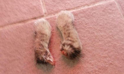 Davanti alla porta di casa le zampe di un gattino tagliate di netto