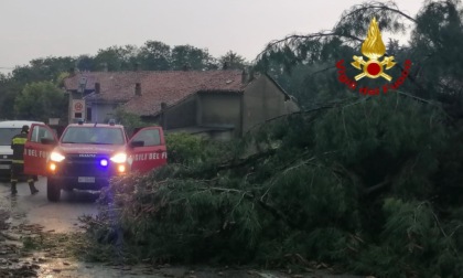 Maltempo, alberi caduti e tetti pericolanti