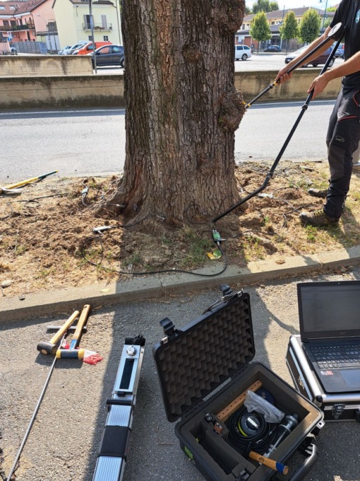 Abbattuti sei olmi a rischio caduta
