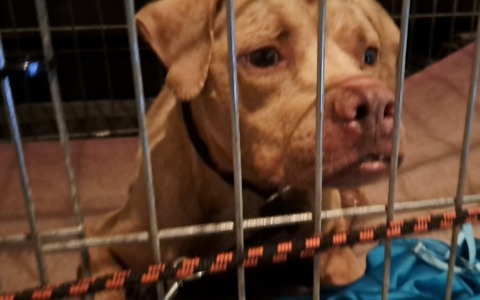 Pitbull aggressivo contro i Carabinieri: finisce in canile