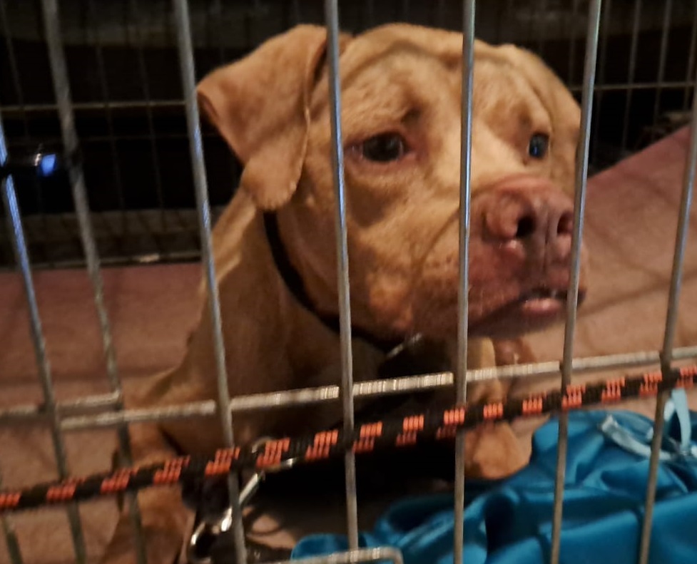 Pitbull aggressivo contro i Carabinieri: finisce in canile