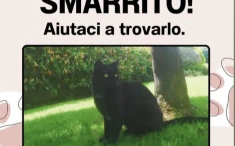 Scomparso nel nulla il gatto mascotte delle scuole medie