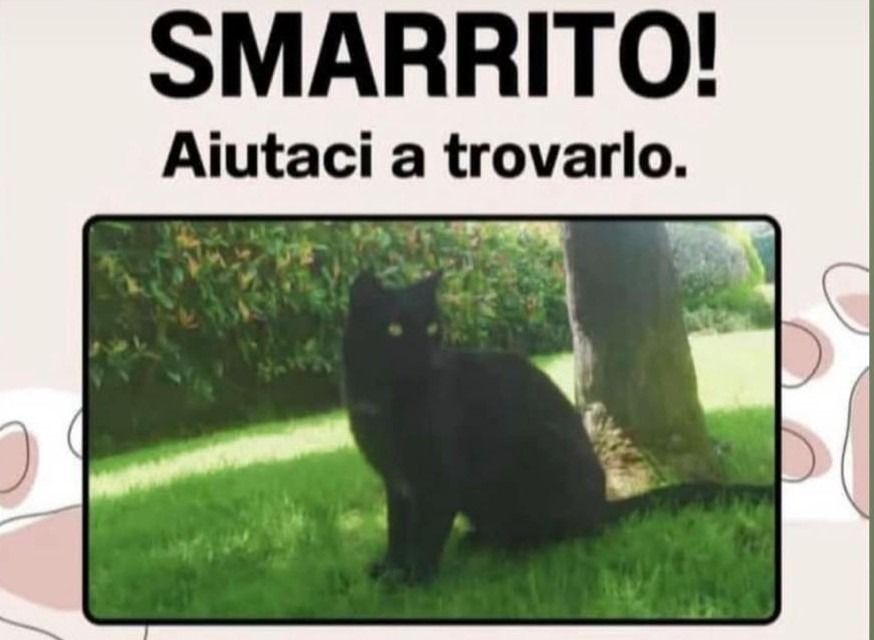 Scomparso nel nulla il gatto mascotte delle scuole medie