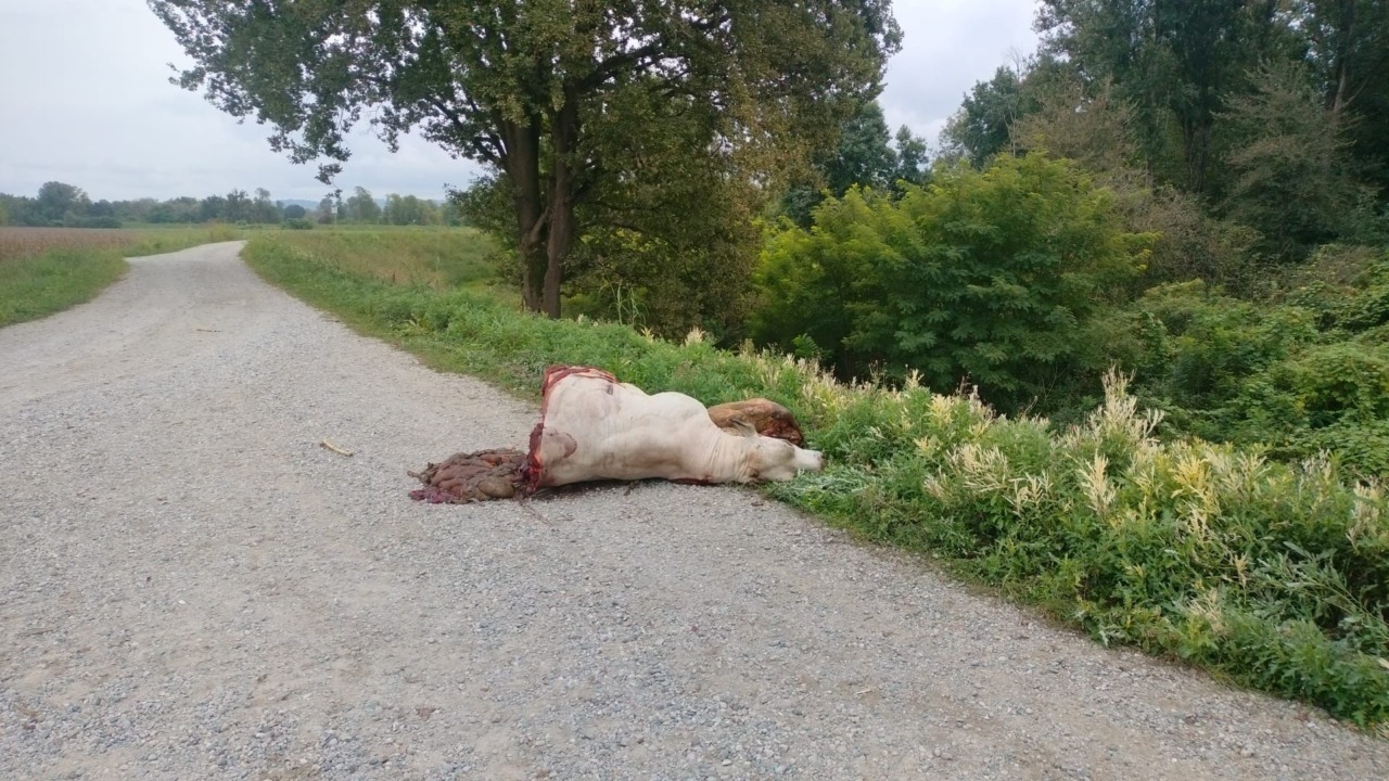 Mucca macellata sull’argine, la denuncia del Partito Animalista
