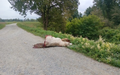 Mucca macellata sull’argine, la denuncia del Partito Animalista
