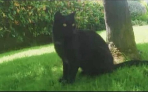 Verolengo in ansia: smarrito Leo, il gatto mascotte della scuola media