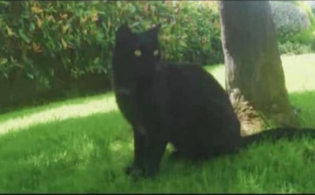 Verolengo in ansia: smarrito Leo, il gatto mascotte della scuola media