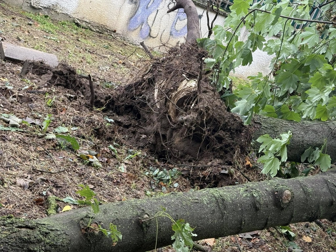 Violento temporale, alberi caduti e strade allagate