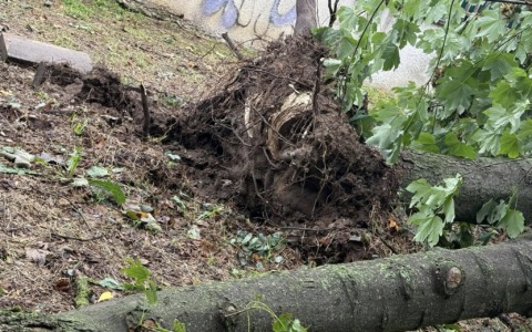 Violento temporale, alberi caduti e strade allagate