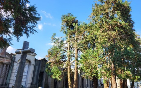 Terminati gli interventi di manutenzione del verde al Cimitero