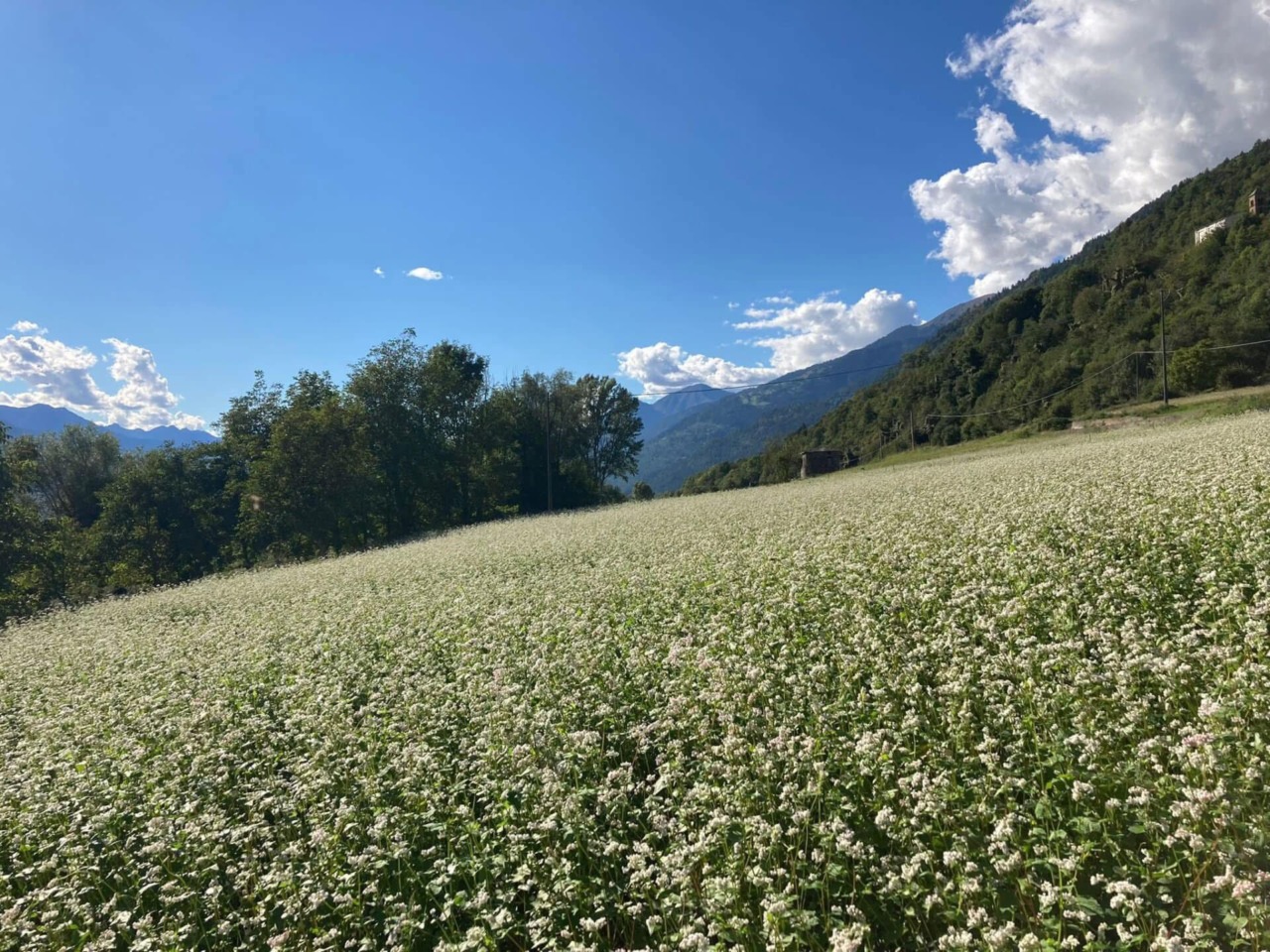 Troppo spesso al posto dei campi  realizzano dei parchi fotovoltaici
