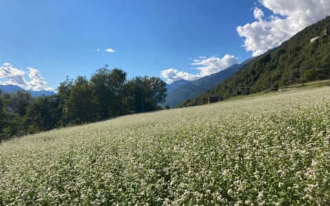Troppo spesso al posto dei campi  realizzano dei parchi fotovoltaici