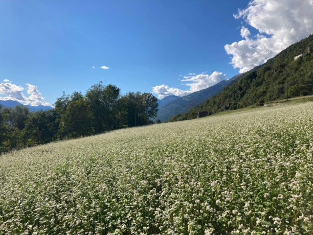 Troppo spesso al posto dei campi  realizzano dei parchi fotovoltaici