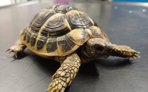 Tartaruga disidratata ritrovata in via Togliatti, portata al Canc