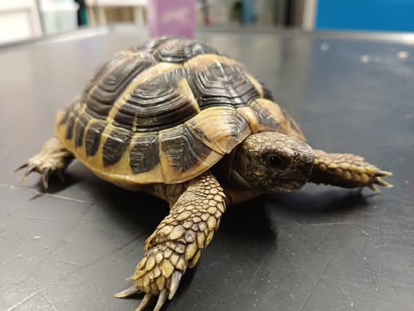 Tartaruga disidratata ritrovata in via Togliatti, portata al Canc