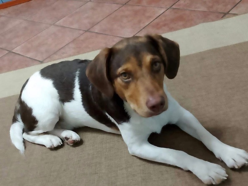 Beethoven è sparito, il cane è malato: “Ha bisogno delle medicine”