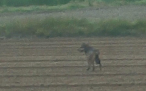 Lupi sempre più vicini alle abitazioni: doppio avvistamento a Verolengo