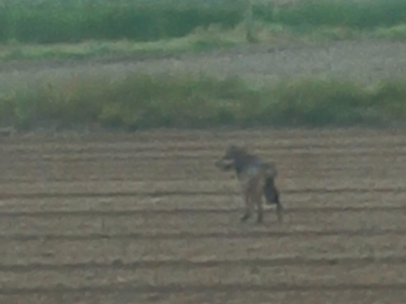 Lupi sempre più vicini alle abitazioni: doppio avvistamento a Verolengo