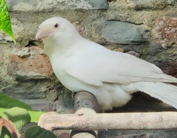 Gli spari dei cacciatori uccidono un falco e una cornacchia albina