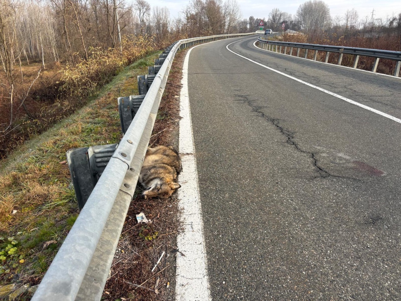 Lupo investito sulla Dora Baltea