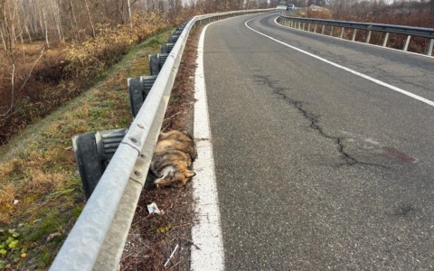 Lupo investito sulla Dora Baltea