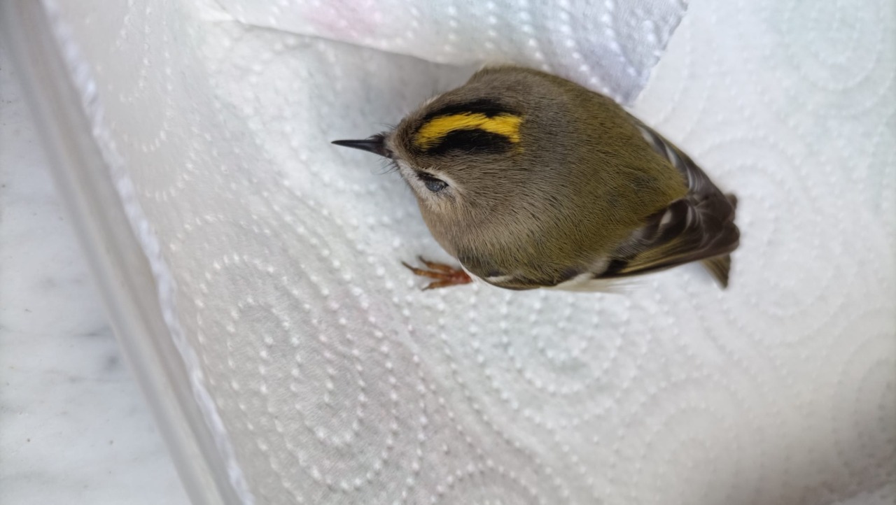 I bimbi dell’infanzia salvano il piccolo Regolo