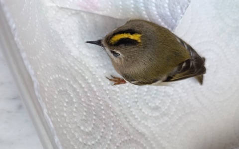 I bimbi dell’infanzia salvano il piccolo Regolo