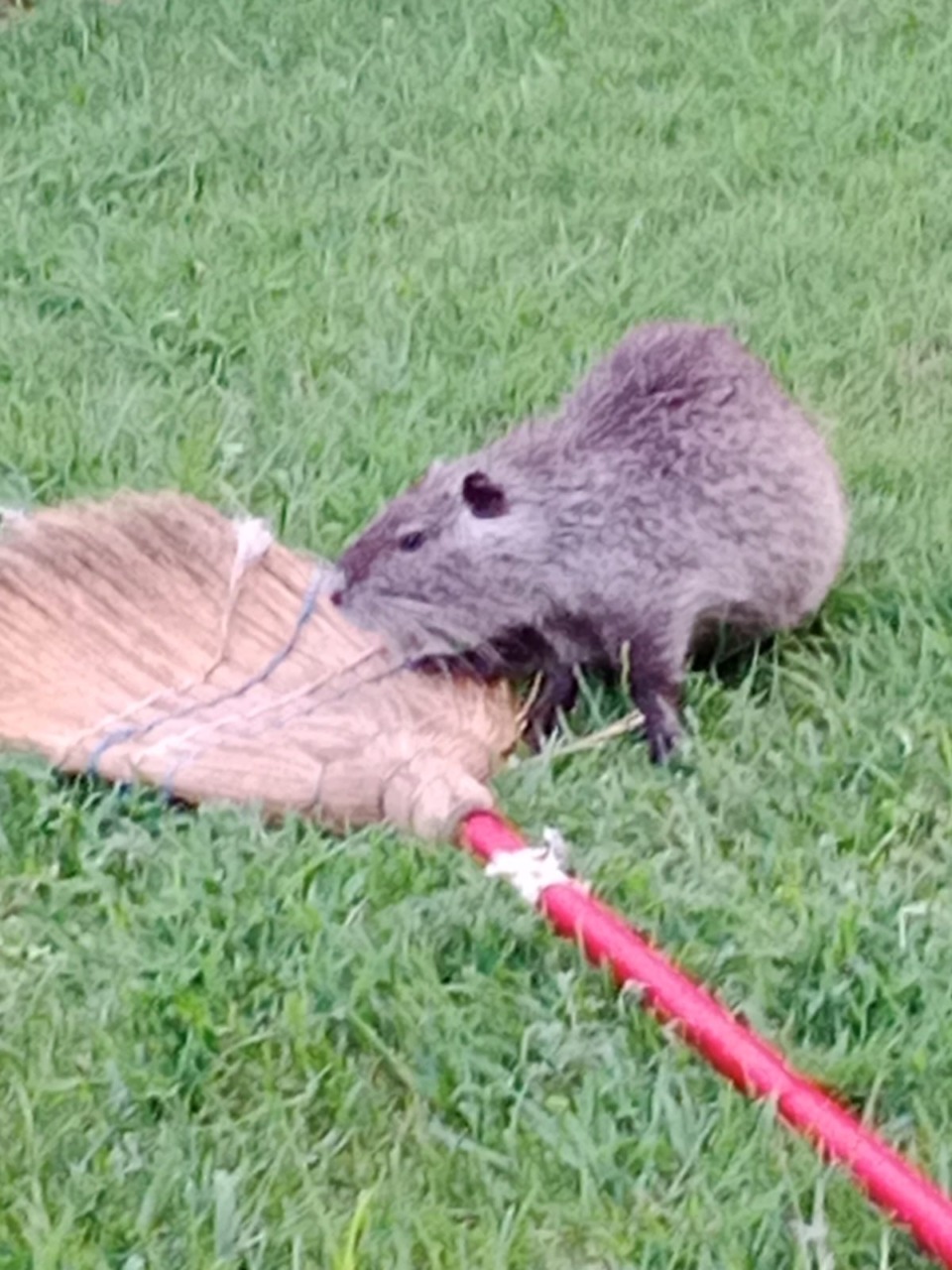 Escrementi di nutrie  nei parchi pubblici