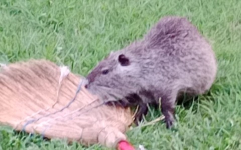 Escrementi di nutrie  nei parchi pubblici