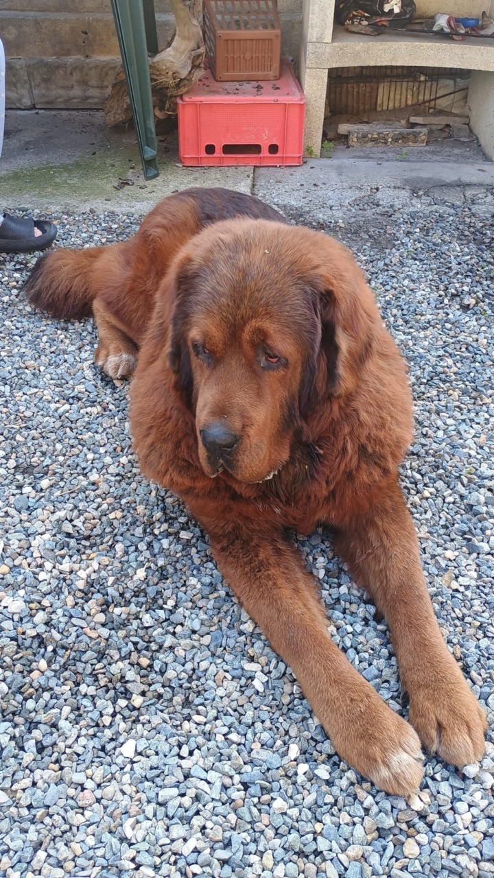 Aiutateli a ritrovare Aron, mastino tibetano: manca da due giorni