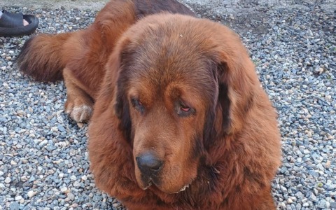 Cane smarrito, Aron avvistato a Chivasso: massima attenzione