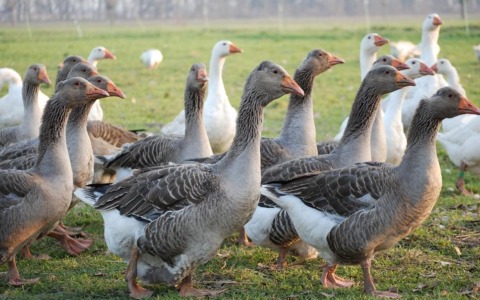 Un caso di influenza aviaria in un volatile all’AslTo4