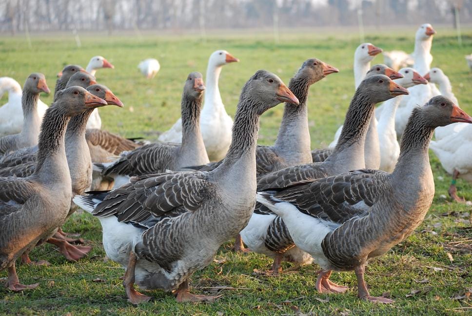 Un caso di influenza aviaria in un volatile all’AslTo4