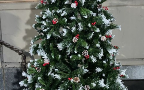 Albero Vandalizzato: individuati i responsabili che riparano il danno e si mettono al servizio della comunità