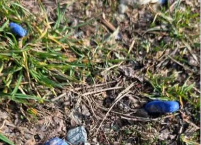 Attenzione, biscotti  per cani “sospetti” nell’erba