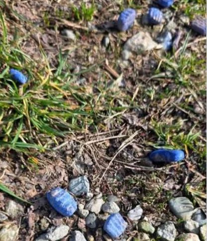 Attenzione, biscotti  per cani “sospetti” nell’erba