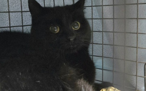 Chi pagherà le cure della gattina malata?