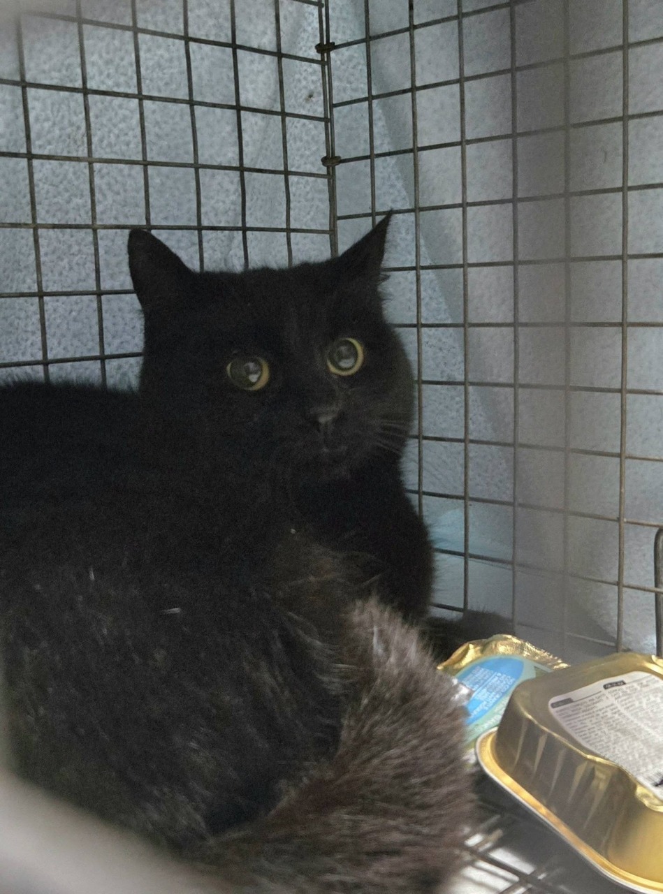 Chi pagherà le cure della gattina malata?