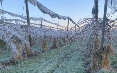 Gelate e grandine, gli agricoltori investono ma non basta