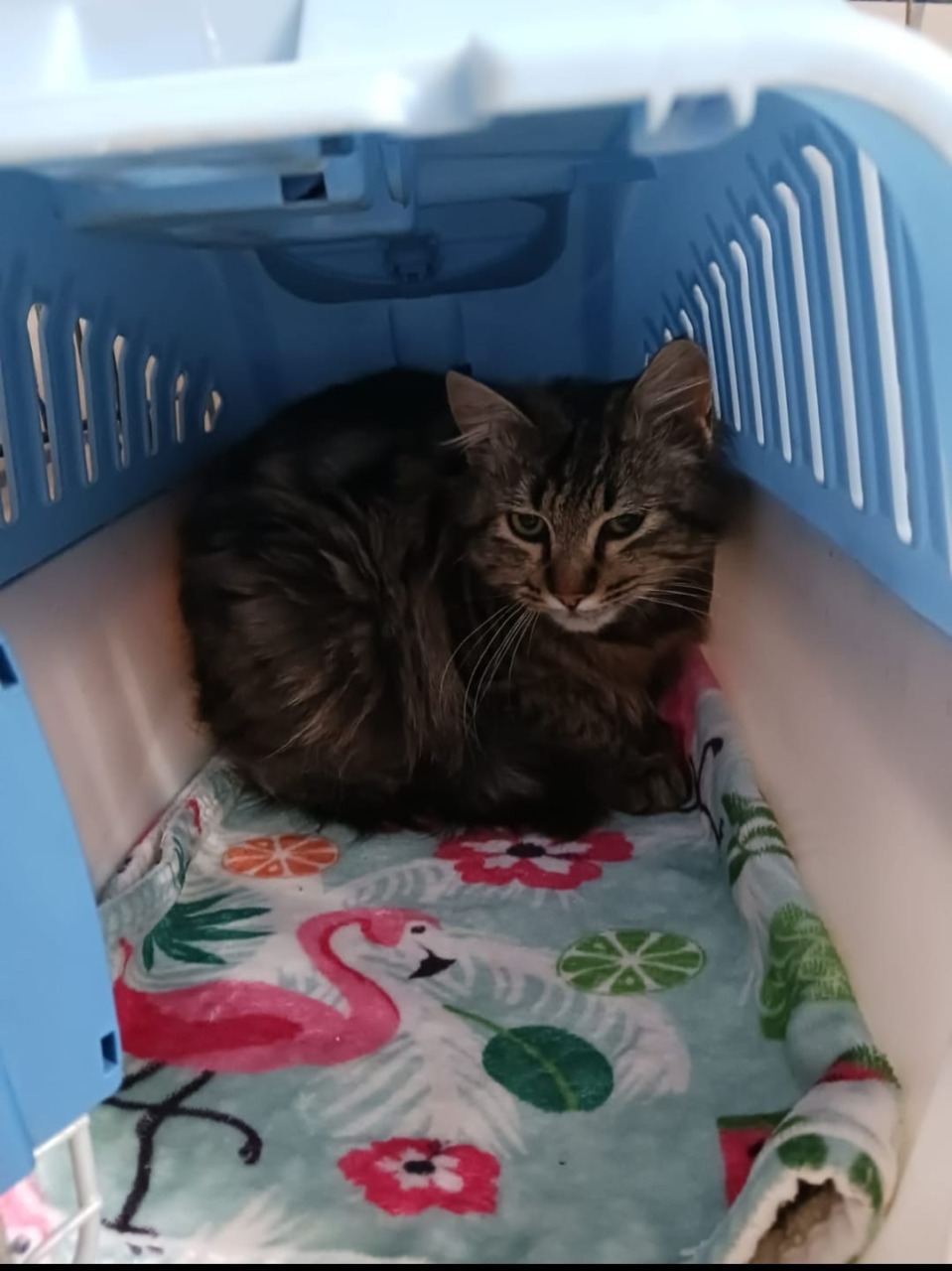 Gatto torturato con un laccio di nylon: scatta la denuncia