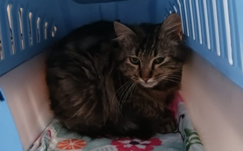 Gatto torturato con un laccio di nylon: scatta la denuncia