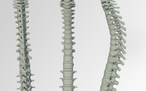 Ossa umane in viale Vittorio Veneto: arrivano i Carabinieri