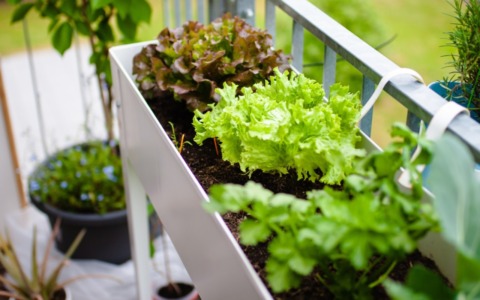 Tra semi e piantine, lattuga e ravanello: l’orto di Coltiviamo è sempre più ricco