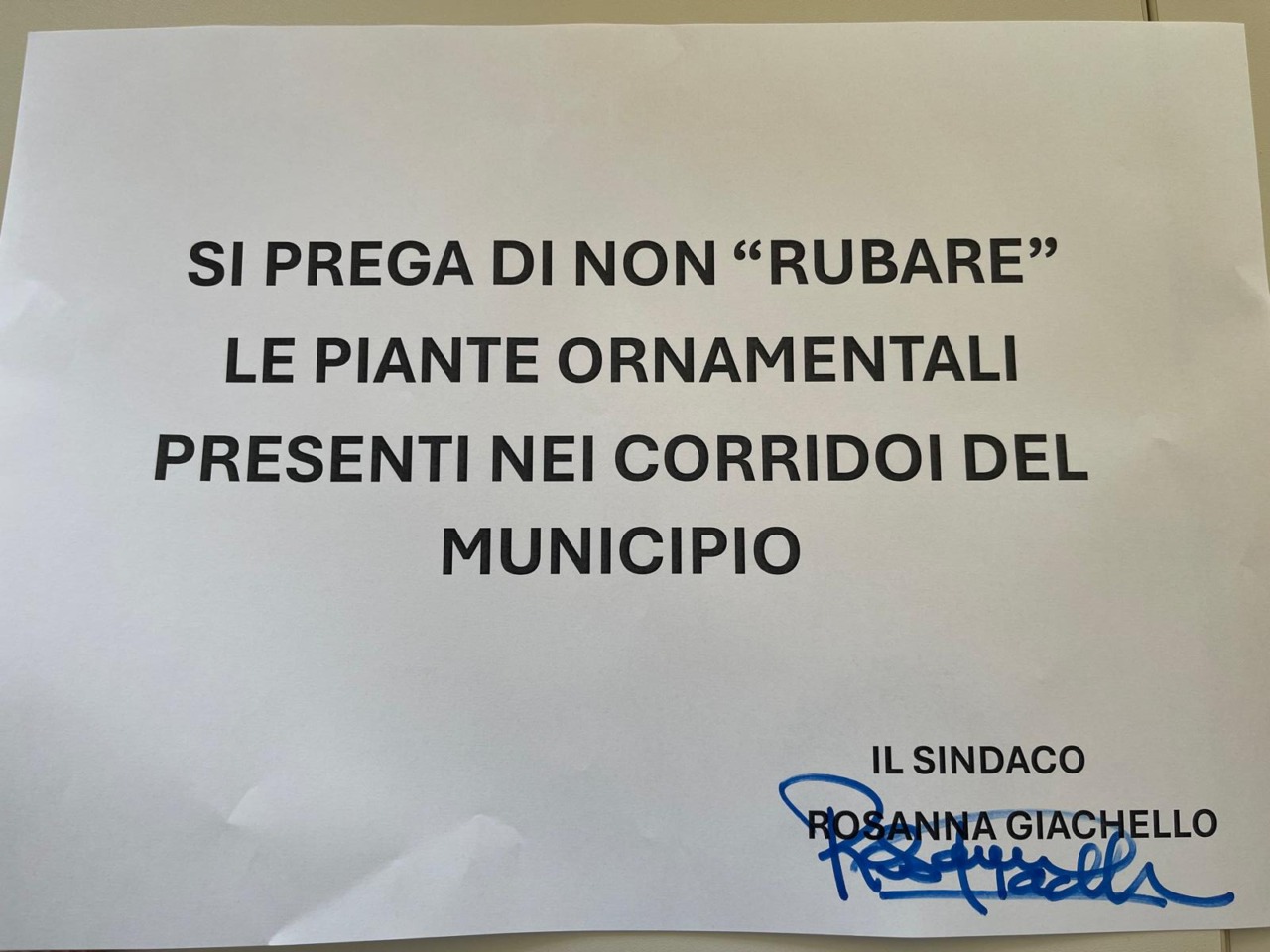 Adesso rubano anche le piante ornamentali in Comune