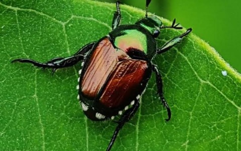 L’agricoltura del territorio stretta nella morsa  della famosa Popillia japonica e della siccità