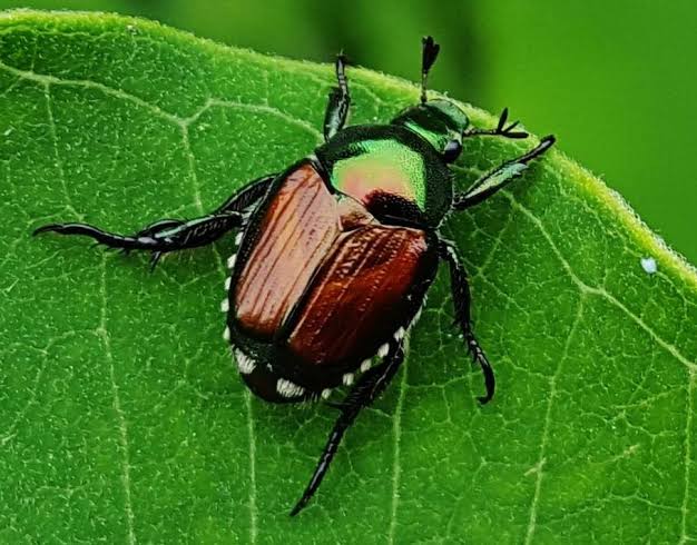L’agricoltura del territorio stretta nella morsa  della famosa Popillia japonica e della siccità